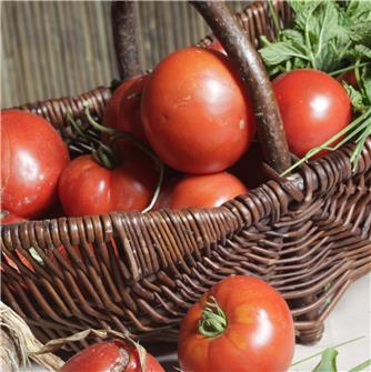 Wie erhalten Tomaten ihren Geschmack zurück?